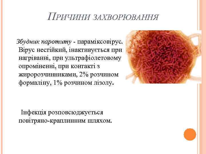 ПРИЧИНИ ЗАХВОРЮВАННЯ Збудник паротиту - параміксовірус. паротиту Вірус нестійкий, інактивується при нагріванні, при ультрафіолетовому