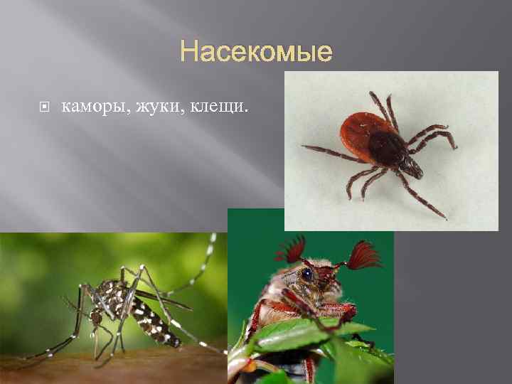 Насекомые каморы, жуки, клещи. 