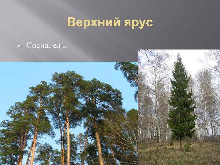 Верхний ярус Сосна, ель. 