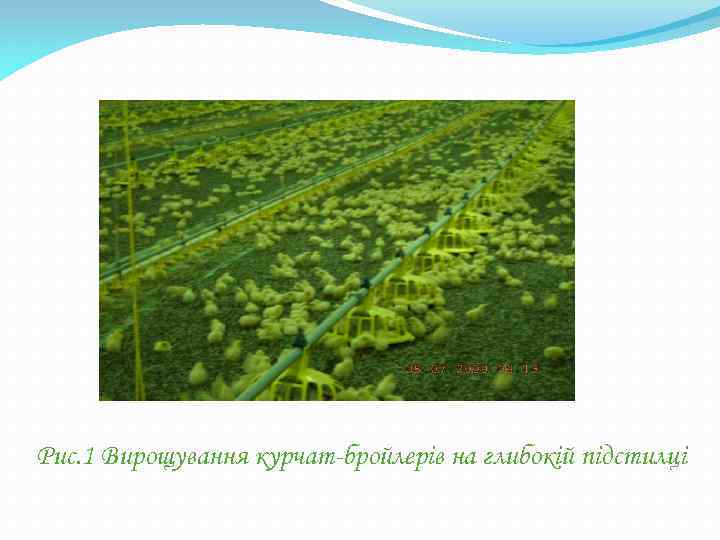 Рис. 1 Вирощування курчат-бройлерів на глибокій підстилці 