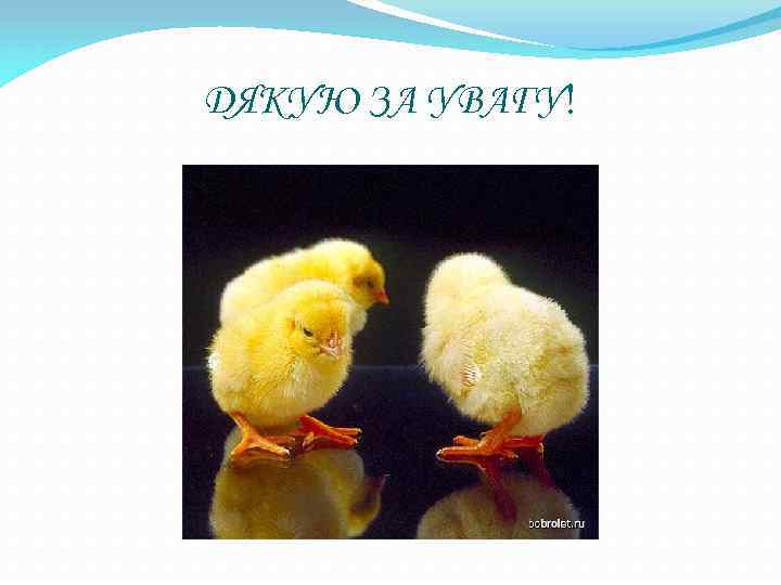 ДЯКУЮ ЗА УВАГУ! 