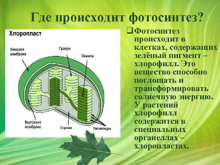 Где происходит фотосинтез? q Фотосинтез происходит в клетках, содержащих зелёный пигмент – хлорофилл. Это