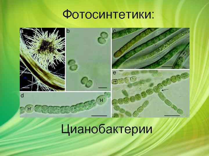 Фотосинтетики: Цианобактерии 
