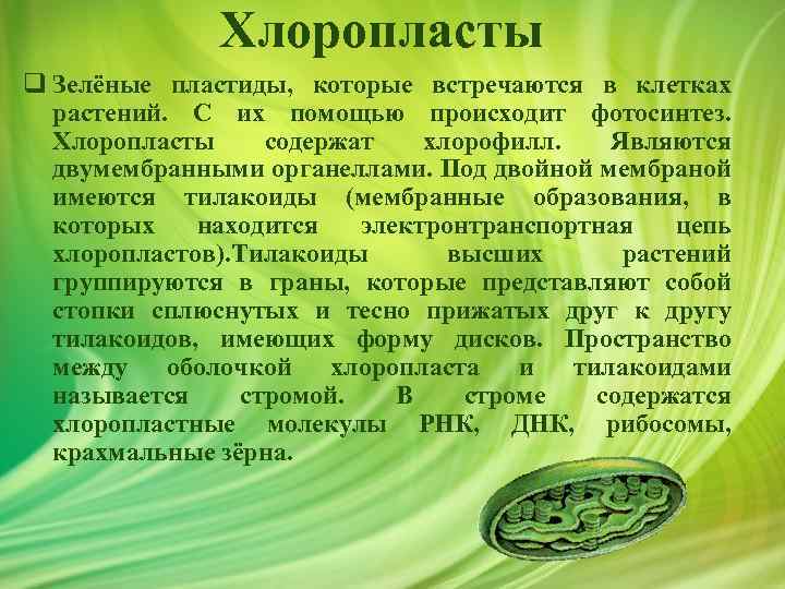 Хлоропласты q Зелёные пластиды, которые встречаются в клетках растений. С их помощью происходит фотосинтез.