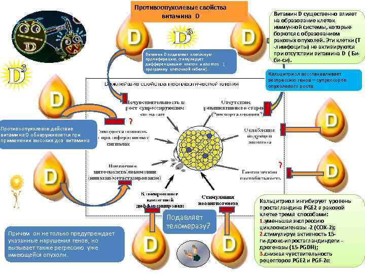 Противоопухолевые свойства витамина D Витамин D подавляет клеточную пролиферацию, стимулирует дифференциацию клеток и апоптоз