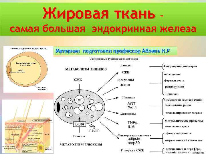 Жировая ткань – самая большая эндокринная железа Материал подготовил профессор Аблаев Н. Р 