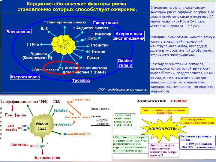 Ожирение является независимым фактором риска сердечно-сосудис-тых осложнений: сочетание ожирения с АГ увеличивает риск ИБС