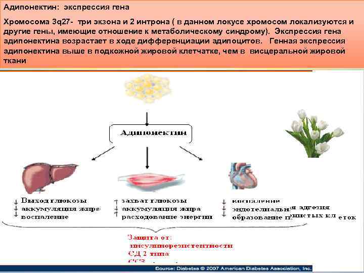 Адипонектин: экспрессия гена Хромосома 3 q 27 - три экзона и 2 интрона (