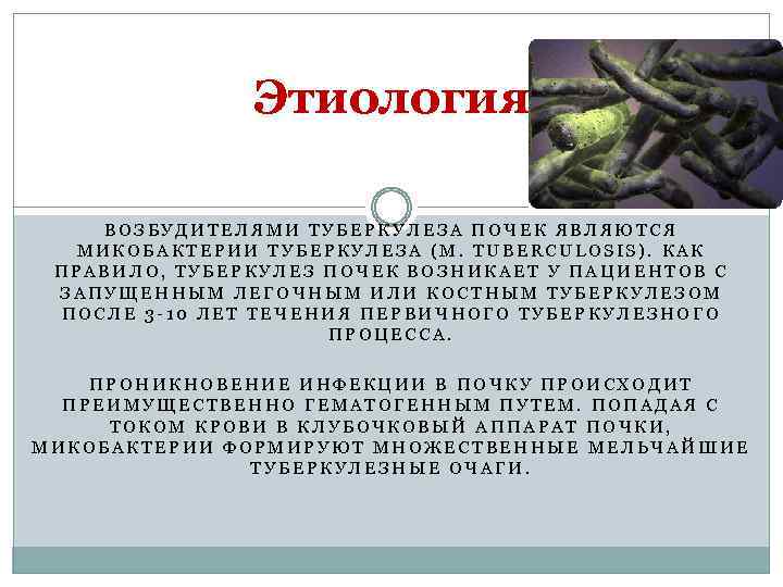 Этиология ВОЗБУДИТЕЛЯМИ ТУБЕРКУЛЕЗА ПОЧЕК ЯВЛЯЮТСЯ МИКОБАКТЕРИИ ТУБЕРКУЛЕЗА (М. TUBERCULOSIS). КАК ПРАВИЛО, ТУБЕРКУЛЕЗ ПОЧЕК ВОЗНИКАЕТ