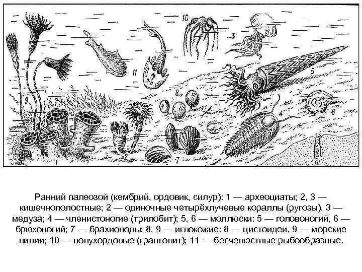 Ранний палеозой (кембрий, ордовик, силур): 1 — археоциаты; 2, 3 — кишечнополостные; 2 —