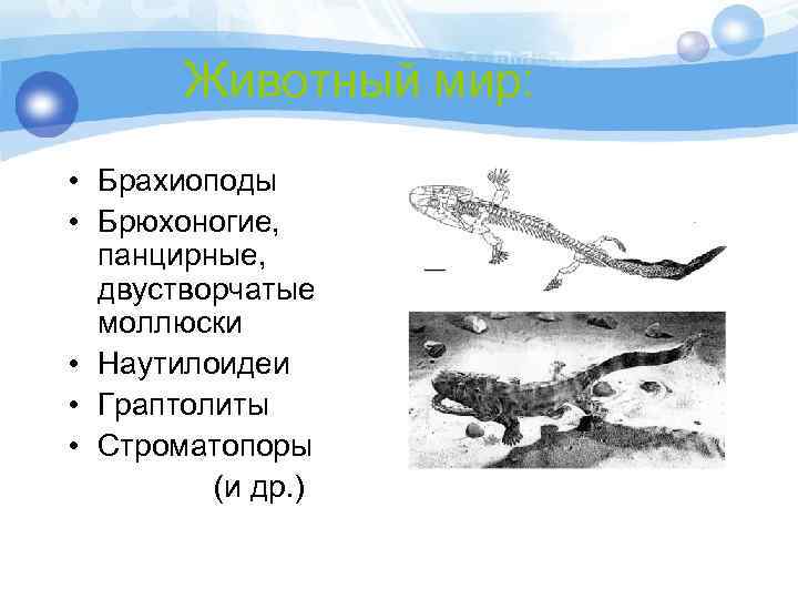 Животный мир: • Брахиоподы • Брюхоногие, панцирные, двустворчатые моллюски • Наутилоидеи • Граптолиты •