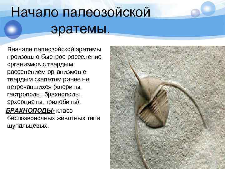 Начало палеозойской эратемы. Вначале палеозойской эратемы произошло быстрое расселение организмов с твердым расселением организмов