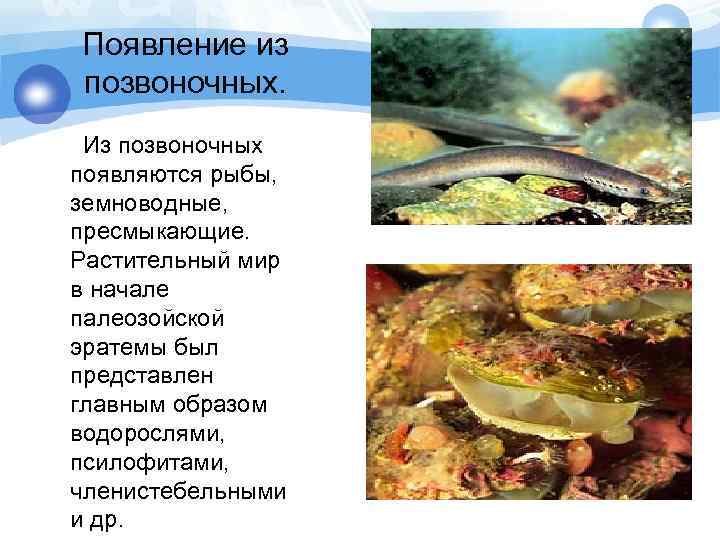 Появление из позвоночных. Из позвоночных появляются рыбы, земноводные, пресмыкающие. Растительный мир в начале палеозойской