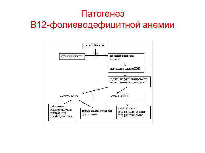 Патогенез В 12 -фолиеводефицитной анемии 