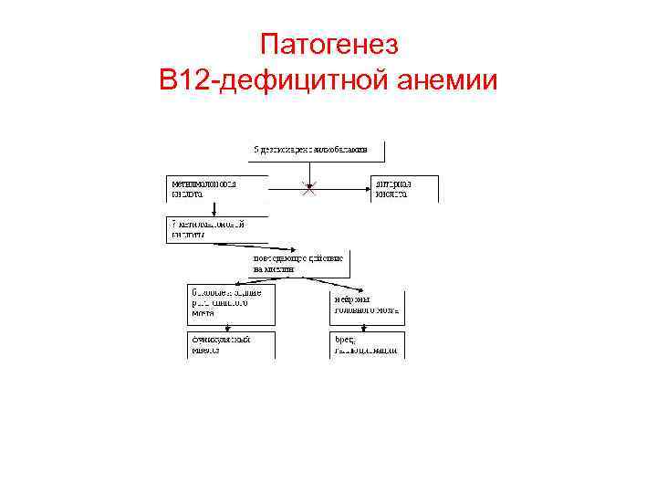 Патогенез В 12 -дефицитной анемии 