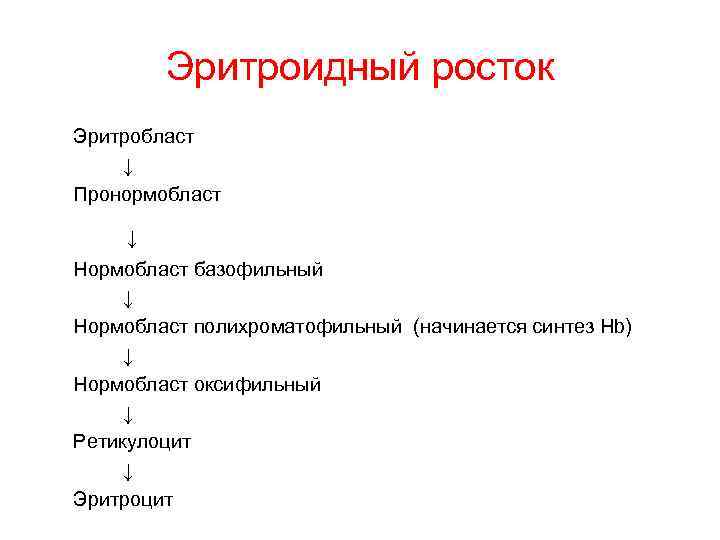 Эритроидный росток Эритробласт ↓ Пронормобласт ↓ Нормобласт базофильный ↓ Нормобласт полихроматофильный (начинается синтез Hb)