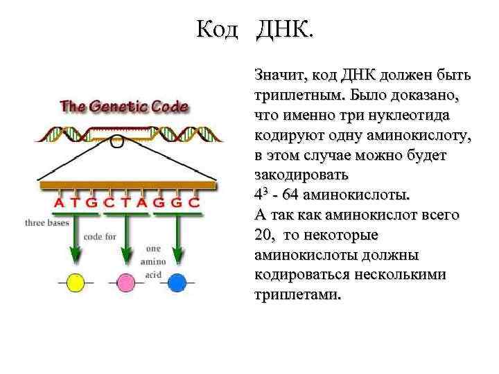 Один триплет днк несет