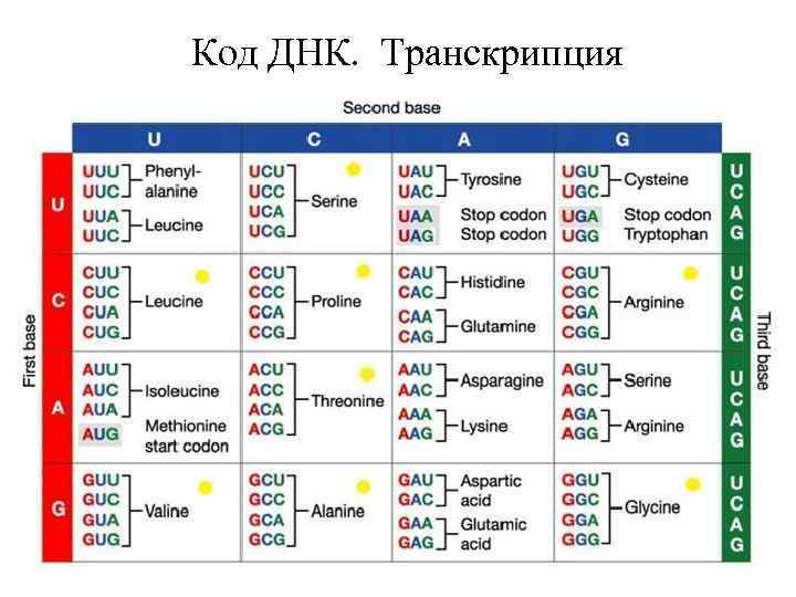 Код ДНК. Транскрипция 