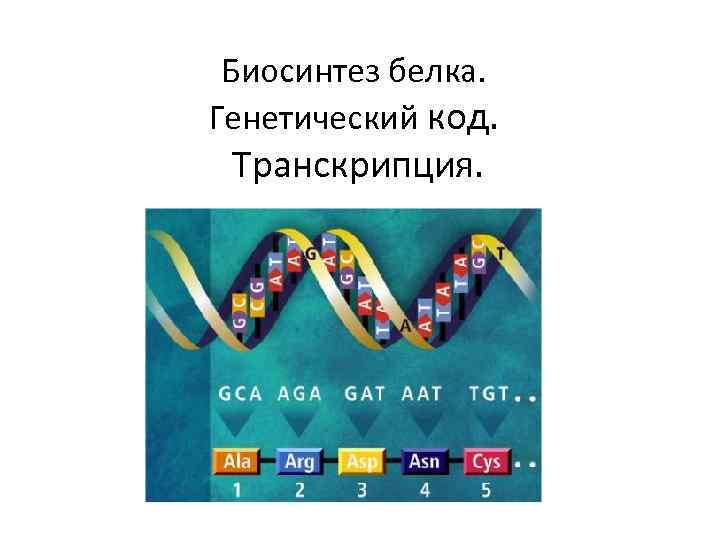 Транскрипция синтез белка. Транскрипция генетический код.