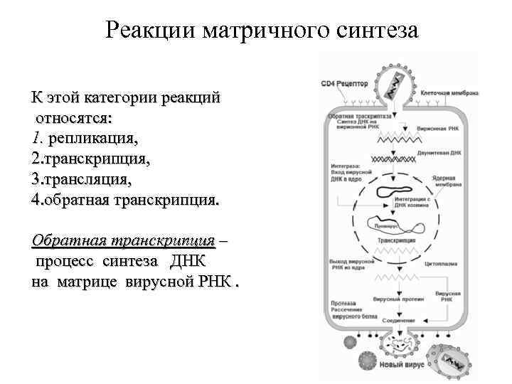 Рассмотрите предложенную схему классификации реакций матричного синтеза