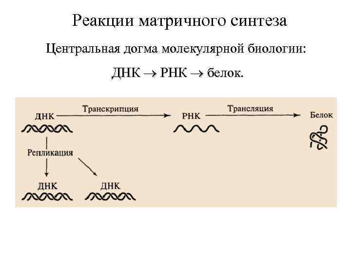 Рассмотрите предложенную схему классификации реакций матричного синтеза