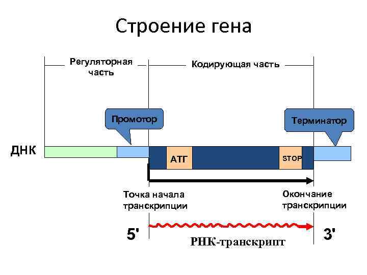 Строение гена Регуляторная часть Кодирующая часть Промотор ДНК Терминатор АТГ Точка начала транскрипции 5'