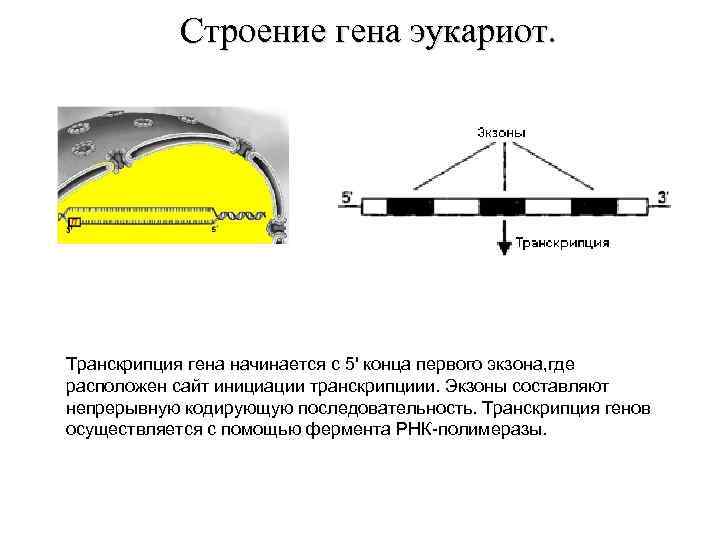 Строение гена эукариот. Транскрипция гена начинается с 5' конца первого экзона, где расположен сайт