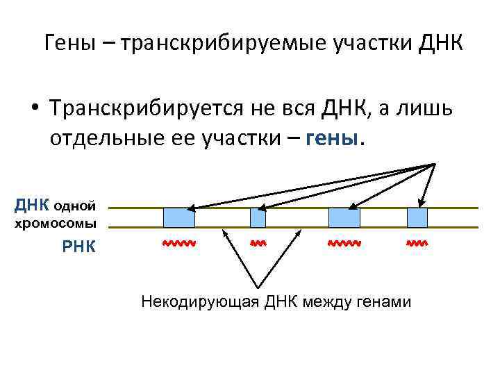 Транскрибируйте участок молекулы днк. Гены транскрибируемые участки. Транскрибируемый участок ДНК. Некодирующие участки Гена. Некодирующие участки ДНК.