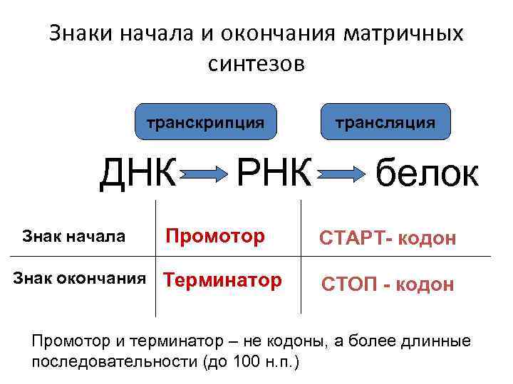 Знаки начала и окончания матричных синтезов транскрипция ДНК Знак начала РНК Промотор Знак окончания