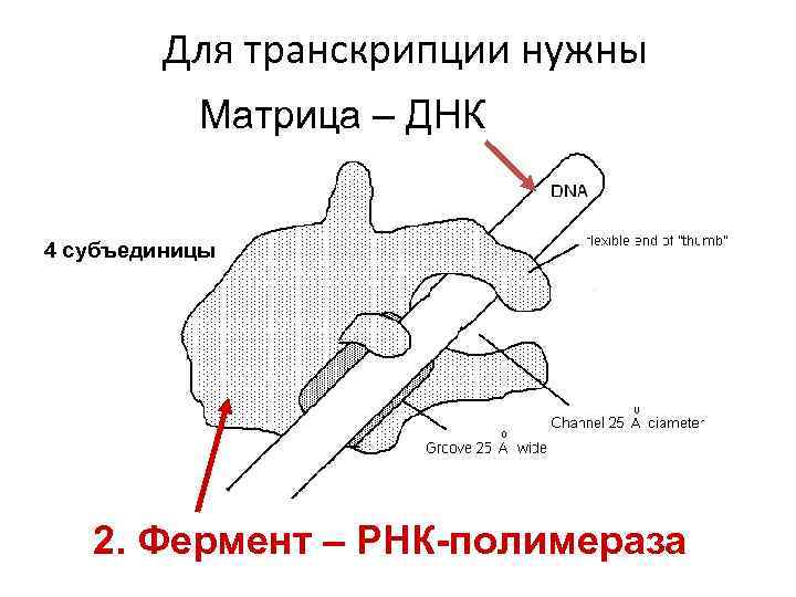 Для транскрипции нужны Матрица – ДНК 4 субъединицы 2. Фермент – РНК-полимераза 