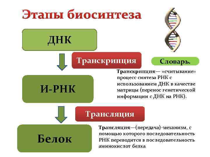 Пластический обмен биосинтез белков презентация