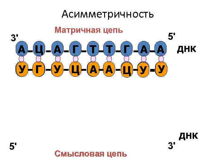 Направление матричной цепи днк. Кодирующая и матричная цепь ДНК.