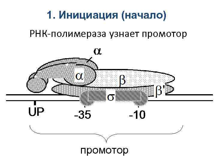 1. Инициация (начало) РНК-полимераза узнает промотор 