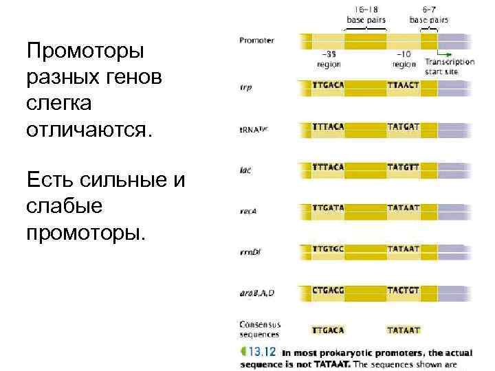 Промоторы разных генов слегка отличаются. Есть сильные и слабые промоторы. 