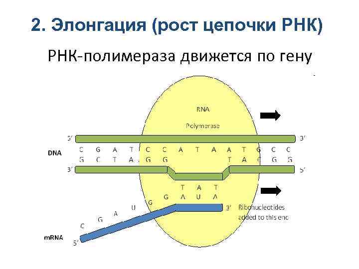 2. Элонгация (рост цепочки РНК) РНК-полимераза движется по гену 