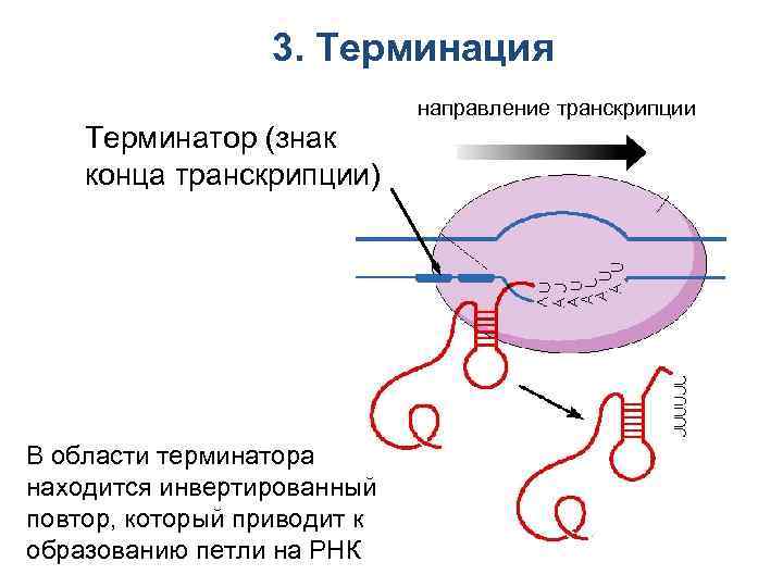 3. Терминация направление транскрипции Терминатор (знак конца транскрипции) В области терминатора находится инвертированный повтор,