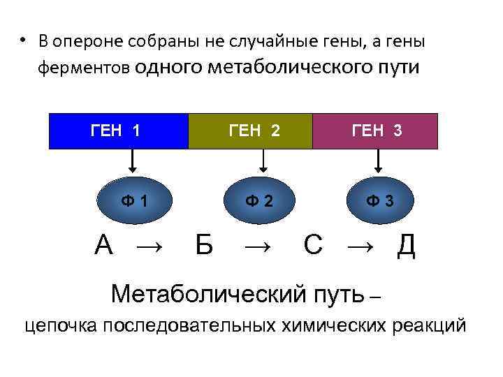  • В опероне собраны не случайные гены, а гены ферментов одного метаболического пути