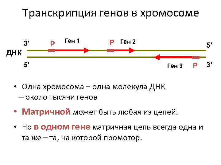 Транскрипция генов в хромосоме 3' Р Ген 1 Р Ген 2 5' ДНК 5'