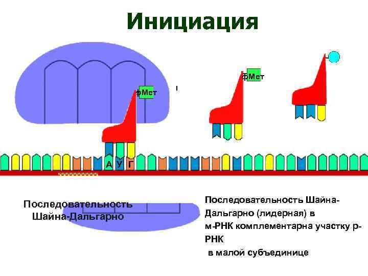 Инициация ф. Мет А У Г Последовательность Шайна-Дальгарно Последовательность Шайна. Дальгарно (лидерная) в м-РНК