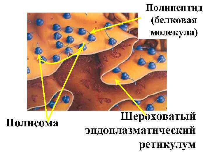 Полипептид (белковая молекула) Полисома Шероховатый эндоплазматический ретикулум 