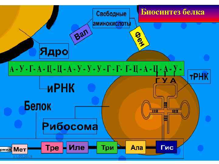 Биосинтез белка 13. 02. 2018 