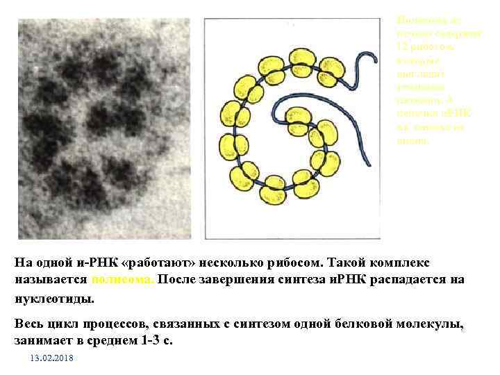 Полисома из печени содержит 12 рибосом, которые выглядят темными пятнами. А цепочка и. РНК