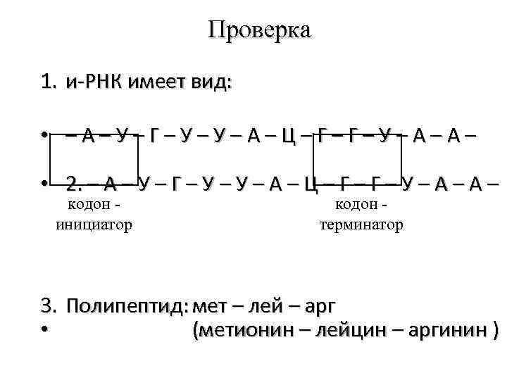 Проверка 1. и-РНК имеет вид: • –А–У–Г–У–У–А–Ц–Г–Г–У–А–А– • 2. – А – У –