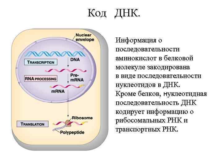 Код ДНК. Информация о последовательности аминокислот в белковой молекуле закодирована в виде последовательности нуклеотидов