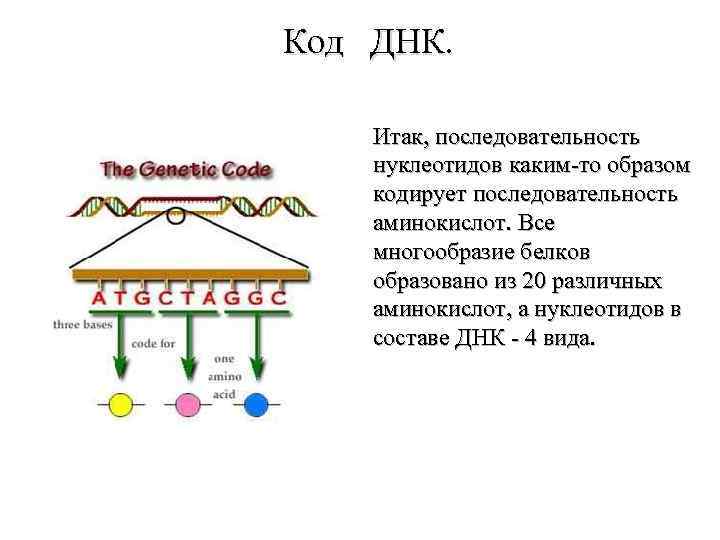 Код ДНК. Итак, последовательность нуклеотидов каким-то образом кодирует последовательность аминокислот. Все многообразие белков образовано