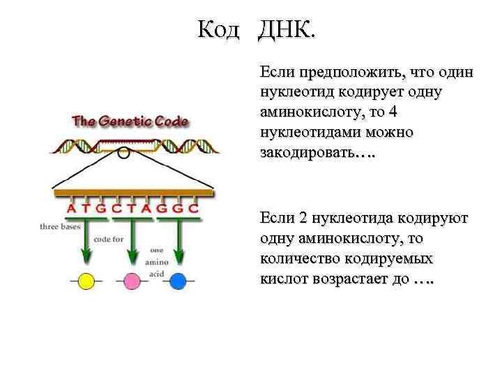 Код ДНК. Если предположить, что один нуклеотид кодирует одну аминокислоту, то 4 нуклеотидами можно