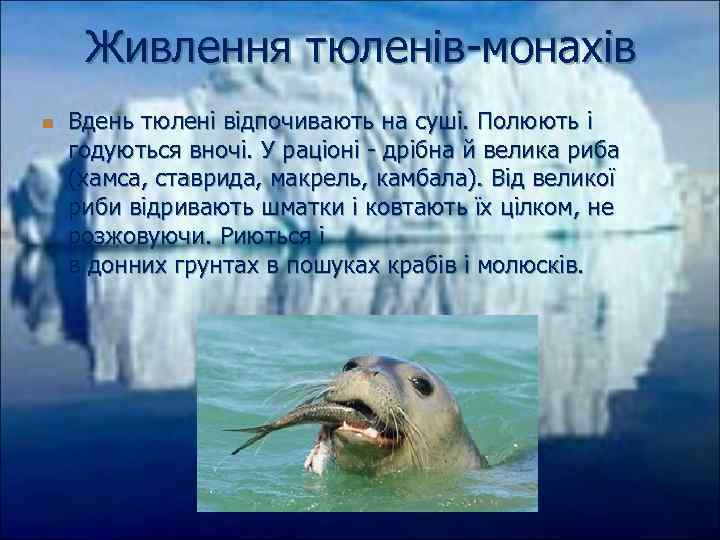 Живлення тюленів-монахів n Вдень тюлені відпочивають на суші. Полюють і годуються вночі. У раціоні