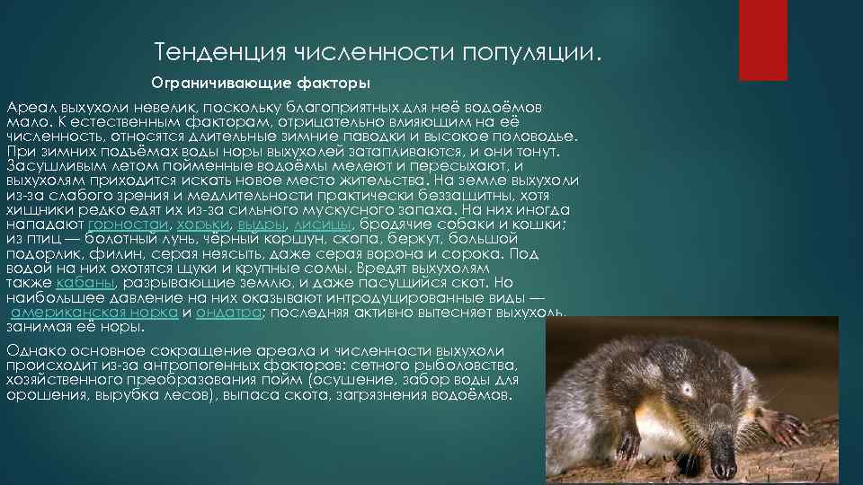 Тенденция численности популяции. Ограничивающие факторы Ареал выхухоли невелик, поскольку благоприятных для неё водоёмов мало.