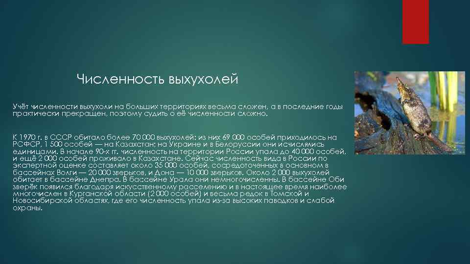 Численность выхухолей Учёт численности выхухоли на больших территориях весьма сложен, а в последние годы