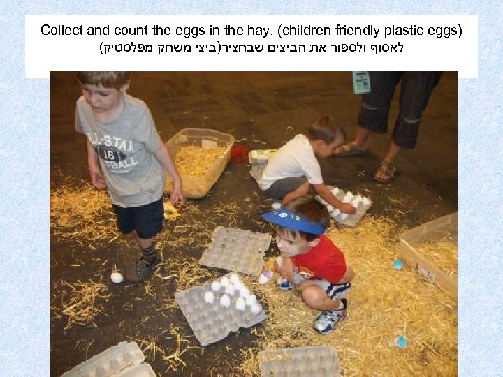 Collect and count the eggs in the hay. (children friendly plastic eggs) ( לאסוף